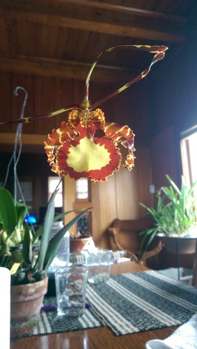 orchid miltonia 20140829 1028
